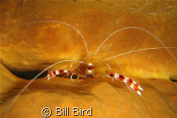 Taken with a 7 megapixil S70 Canon camera with Canon hous... by Bill Bird 